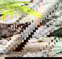 Sydney Taronga Zoo General Entry Ticket and Wild Australia Experience - Accommodation Great Ocean Road