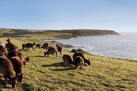 Kangaroo Island Personal Group Tours - Accommodation Great Ocean Road 0