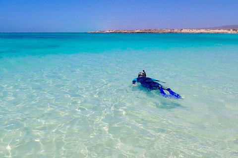 Ningaloo In A Day - Full Day Hike And Snorkel Tour With Lunch - Accommodation Great Ocean Road 4