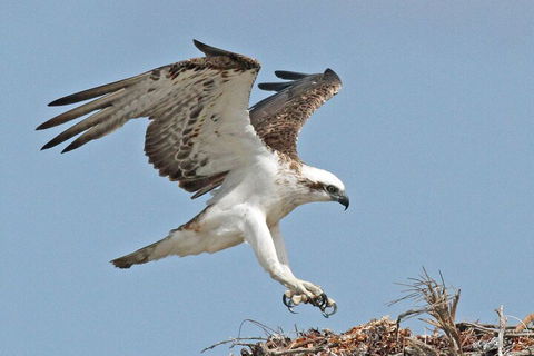 Shipwreck Special Nature Tour/Half Day Tour - Accommodation Great Ocean Road 4