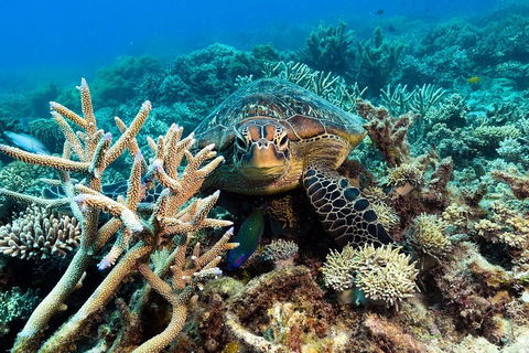 Great Barrier Reef Day Cruise From Cairns Including Snorkeling And Marine Biologist Presentation - Accommodation Great Ocean Road 4