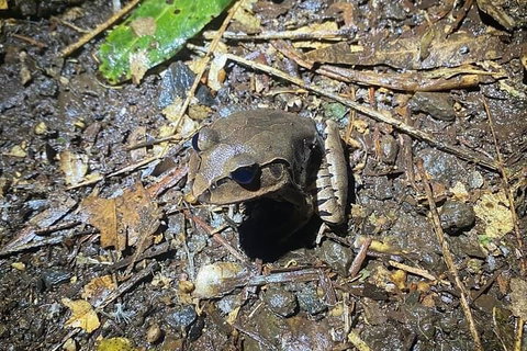 Evening Rainforest & Glow Worm Experience - Accommodation Great Ocean Road 1