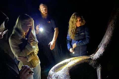 Evening Rainforest & Glow Worm Experience - Accommodation Great Ocean Road 2