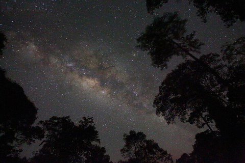 Evening Rainforest & Glow Worm Experience - Accommodation Great Ocean Road 4