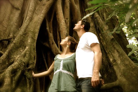 Daintree And Cape Tribulation Full Day Guided Tour - Accommodation Great Ocean Road 5