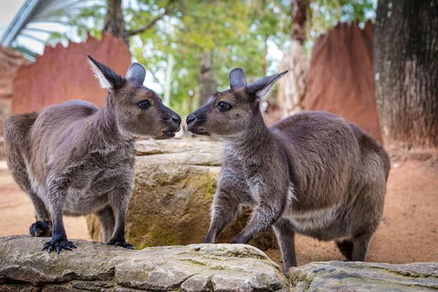 The Ultimate Sydney Attractions Pass - Accommodation Great Ocean Road 2