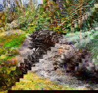 Cradle Mountain National Park Day Tour from Launceston - Accommodation Great Ocean Road