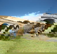 Bonorong Wildlife Park and Richmond Afternoon Tour from Hobart - Accommodation Great Ocean Road
