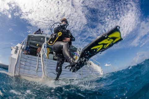 Silverswift Outer Great Barrier Reef Dive And Snorkel Cruise From Cairns - Accommodation Great Ocean Road 1