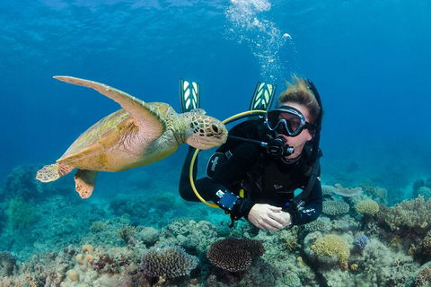 Silverswift Outer Great Barrier Reef Dive And Snorkel Cruise From Cairns - Accommodation Great Ocean Road 2