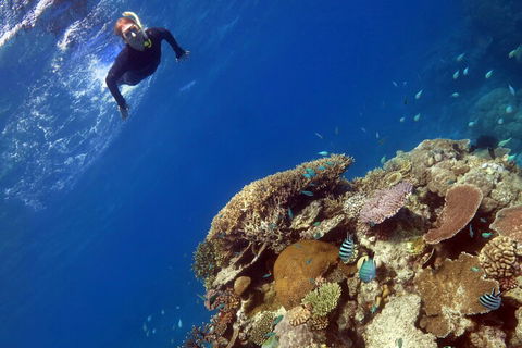 Silverswift Outer Great Barrier Reef Dive And Snorkel Cruise From Cairns - Accommodation Great Ocean Road 3