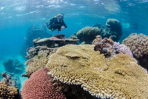 Silverswift Outer Great Barrier Reef Dive And Snorkel Cruise From Cairns - Accommodation Great Ocean Road 5