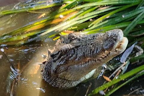 Litchfield Park Adventures And Jumping Crocodile Cruise + Butterfly Farm - Accommodation Great Ocean Road 4