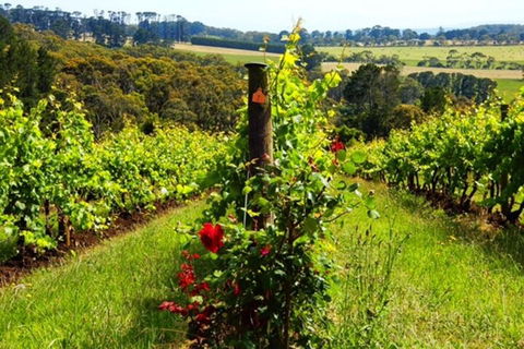 Mornington Peninsula Sightseeing Tour For 2-6 Guests. - Accommodation Great Ocean Road 3