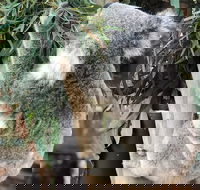 Private Blue Mountains and Wildlife Park Tour from Sydney with Barbecue Lunch - Accommodation Great Ocean Road
