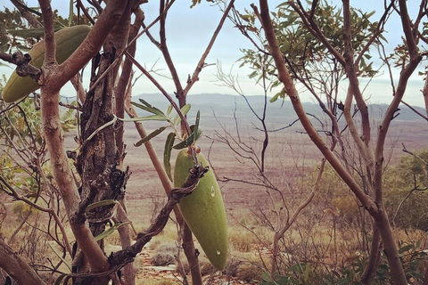 West MacDonnell Private Tour With Transfer - Accommodation Great Ocean Road 1