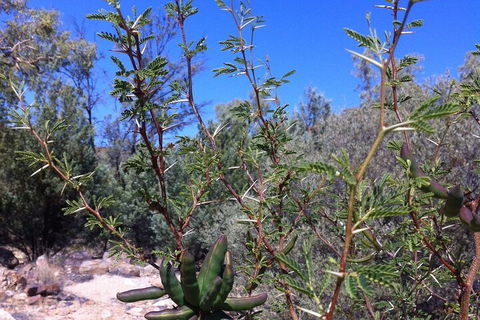 West MacDonnell Private Tour With Transfer - Accommodation Great Ocean Road 5