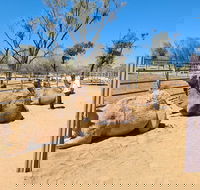 West MacDonnell Ranges Half-Day Small-Group Tour with Camel Ride - Accommodation Great Ocean Road
