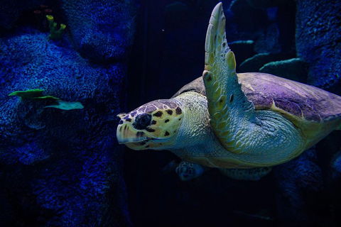 Sydney Attractions Pass: SEA LIFE Aquarium, Sydney Tower Eye, WILD LIFE Zoo And Madame Tussauds - Accommodation Great Ocean Road 1