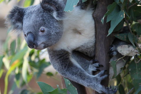 Sydney Attractions Pass: SEA LIFE Aquarium, Sydney Tower Eye, WILD LIFE Zoo And Madame Tussauds - Accommodation Great Ocean Road 2