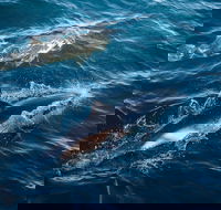 Sydney Whale-Watching Cruise - Accommodation Great Ocean Road