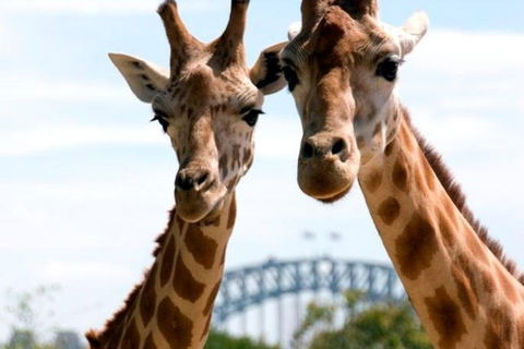 Sydney Harbour Ferry With Taronga Zoo Entry Ticket - Accommodation Great Ocean Road 1