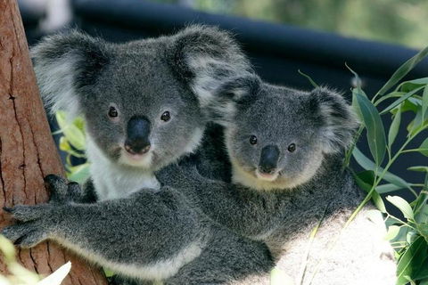 Sydney Harbour Ferry With Taronga Zoo Entry Ticket - Accommodation Great Ocean Road 3