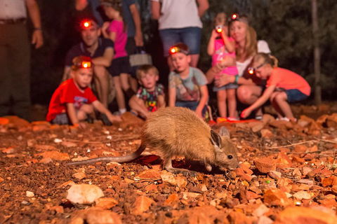 Alice Springs Desert Park Nocturnal Tour - Accommodation Great Ocean Road 1
