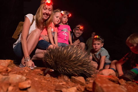 Alice Springs Desert Park Nocturnal Tour - Accommodation Great Ocean Road 5