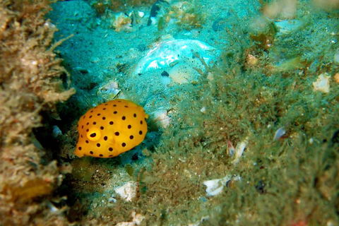 Wave Break Island Scuba Diving On The Gold Coast - Accommodation Great Ocean Road 3