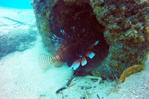 Wave Break Island Scuba Diving On The Gold Coast - Accommodation Great Ocean Road 5