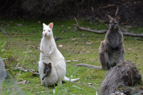 Full-Day Guided Bruny Island Tour From Hobart - Accommodation Great Ocean Road 0