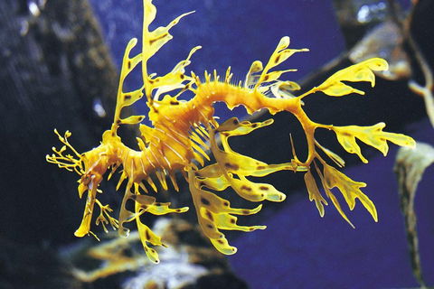 SEA LIFE Melbourne Aquarium Admission Ticket - Accommodation Great Ocean Road 0