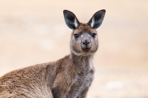 Kangaroo Island Luxury Small Group 'East End Explorer' Full Day Tour - Accommodation Great Ocean Road 1