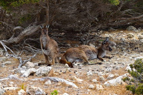Kangaroo Island Luxury Small Group 'East End Explorer' Full Day Tour - Accommodation Great Ocean Road 4