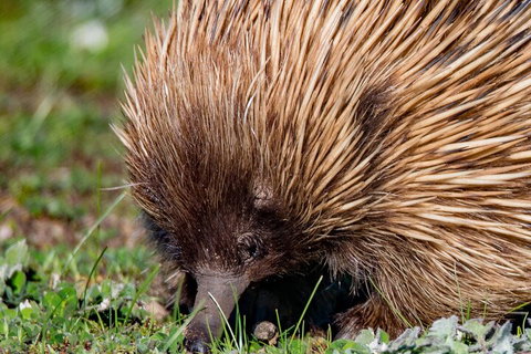 Kangaroo Island Luxury Small Group 'East End Explorer' Full Day Tour - Accommodation Great Ocean Road 5