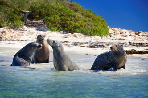 Dolphin, Penguin And Sea Lion Cruise - Accommodation Great Ocean Road 0