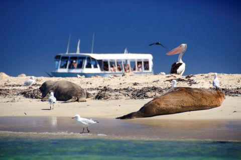 Dolphin, Penguin And Sea Lion Cruise - Accommodation Great Ocean Road 1