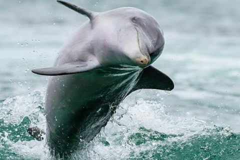 Dolphin, Penguin And Sea Lion Cruise - Accommodation Great Ocean Road 2