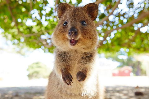 Discover Rottnest With Ferry & Bus Tour From Perth Or Fremantle - Accommodation Great Ocean Road 0