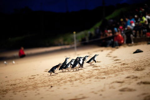 2-Day Great Ocean Road, Mornington Peninsula And Phillip Island Tour - Accommodation Great Ocean Road 1