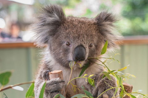 2-Day Great Ocean Road, Mornington Peninsula And Phillip Island Tour - Accommodation Great Ocean Road 2