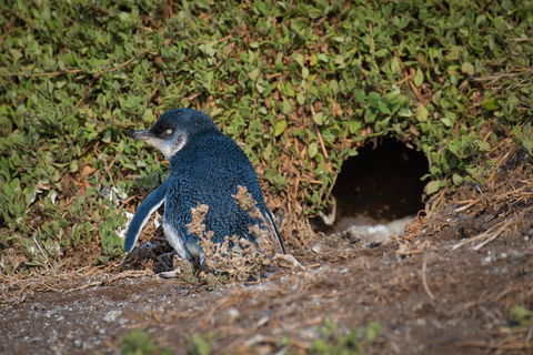 Small-Group Phillip Island Penguin Parade Day Tour From Melbourne - Accommodation Great Ocean Road 1