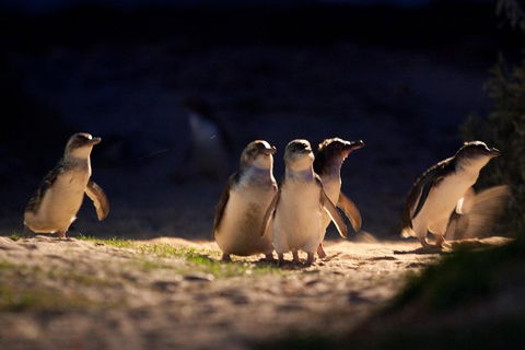 Small-Group Phillip Island Penguin Parade Day Tour From Melbourne - Accommodation Great Ocean Road 5