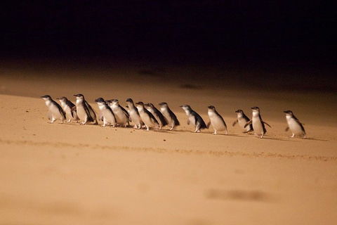 Phillip Island Penguin Parade Express Tour From Melbourne - Accommodation Great Ocean Road 0