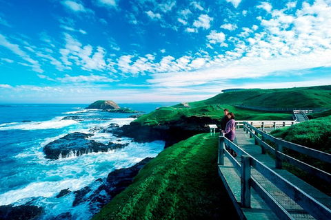 Puffing Billy, Moonlit Sanctuary & Penguins Day Tour - Accommodation Great Ocean Road 2