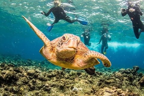 Great Barrier Reef Diving And Snorkeling Cruise From Cairns - Accommodation Great Ocean Road 3