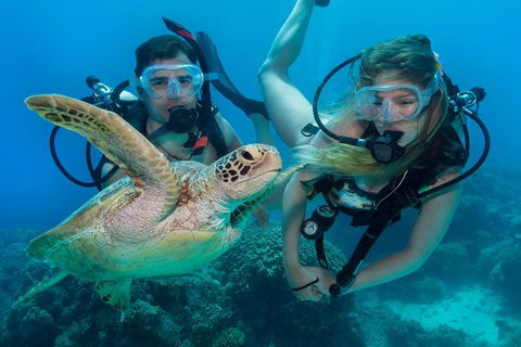 Great Barrier Reef Diving And Snorkeling Cruise From Cairns - Accommodation Great Ocean Road 4