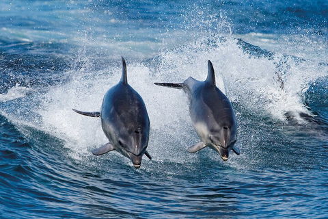 3-Hour Bruny Island Cruise From Adventure Bay, Bruny Island - Accommodation Great Ocean Road 3