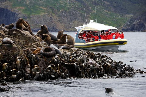 3-Hour Bruny Island Cruise From Adventure Bay, Bruny Island - Accommodation Great Ocean Road 4